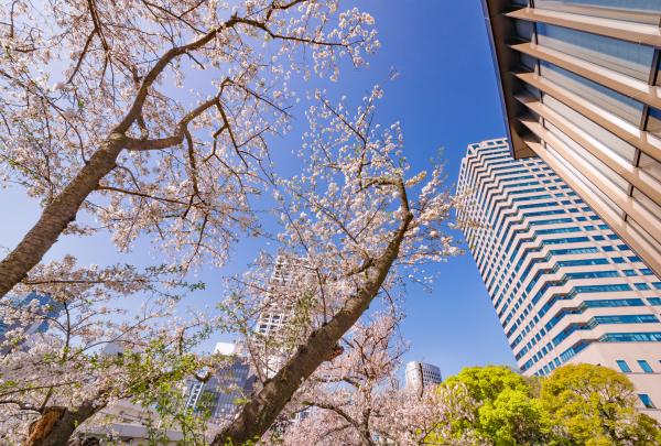 Buildings through the cherry blossom in Tokyo