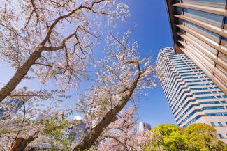 Buildings through the cherry blossom in Tokyo